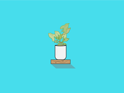 House Plant