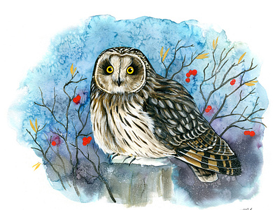 Short-eared owl