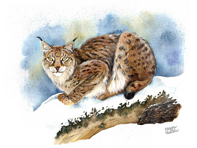European lynx animal animal art illustration illustrator natural history watercolor watercolour watercolour illustration