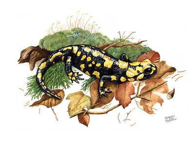 Fire salamander illustration illustrator salamander watercolor watercolour watercolour illustration