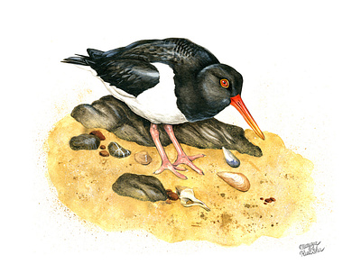 Oystercatcher bird illustration illustrator watercolor watercolour watercolour illustration