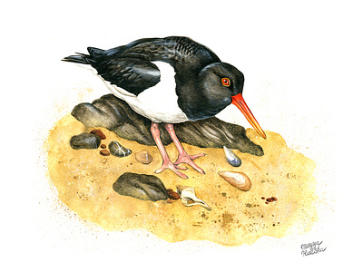 Oystercatcher