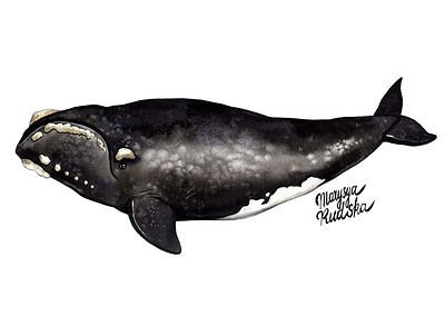 Right whale animal animal art illustration illustrator natural history watercolor watercolour watercolour illustration whale