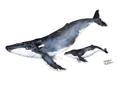 Humpback whale animal animal art illustration illustrator natural history watercolor watercolour watercolour illustration whale