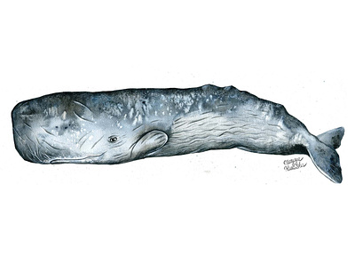 Sperm whale animal animal art illustration illustrator natural history watercolor watercolour watercolour illustration whale