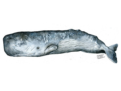 Sperm whale