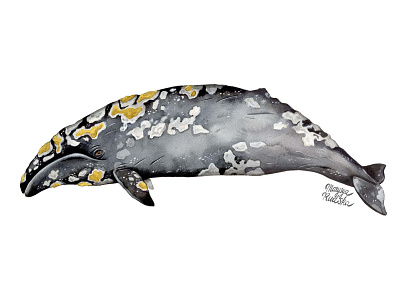 Grey whale animal animal art illustration illustrator natural history watercolor watercolour watercolour illustration whale