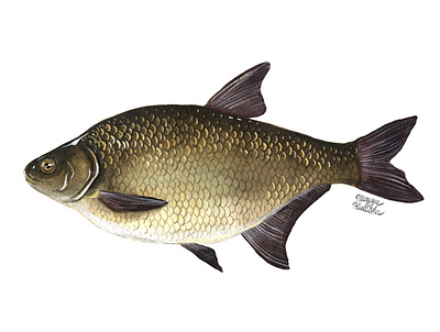 Common bream fish illustration illustrator natural history watercolor watercolour watercolour illustration
