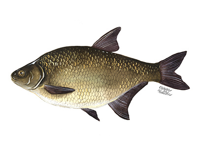 Common bream