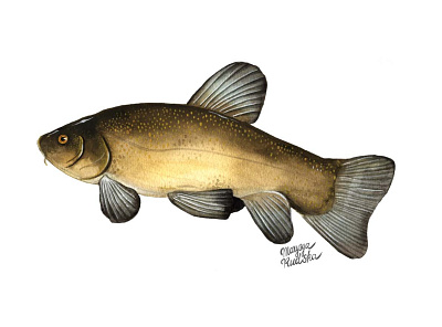 Tench fish illustration illustrator natural history watercolor watercolour watercolour illustration