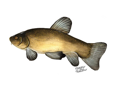 Tench fish illustration illustrator natural history watercolor watercolour watercolour illustration