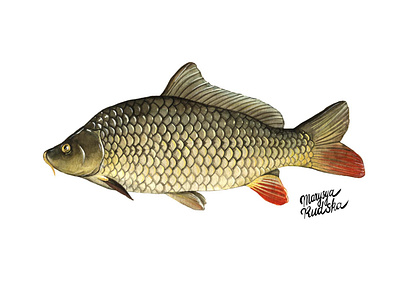 Carp fish illustration illustrator natural history watercolor watercolour watercolour illustration