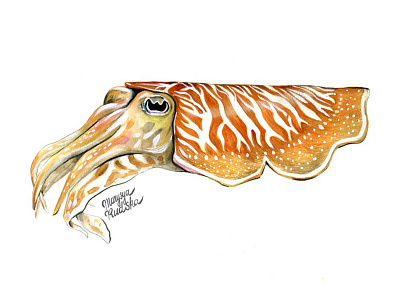 Cuttlefish animal illustration illustrator natural history watercolor watercolour watercolour illustration