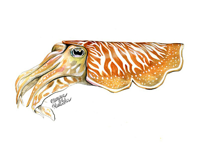 Cuttlefish