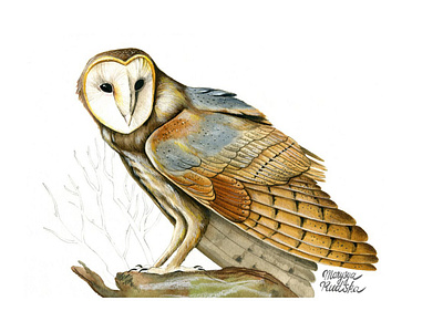 Barn Owl