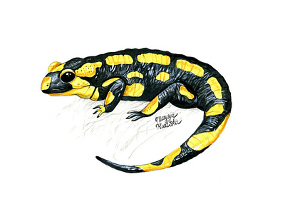 Fire salamander