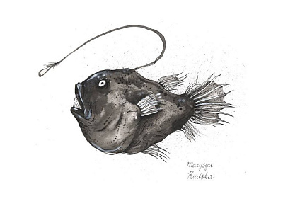 Deep Ocean Angelfish animal deep ocean fish graphic illustration illustrator ink natural history