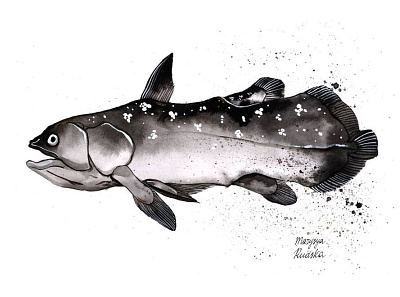 Latimeria fish illustration illustrator