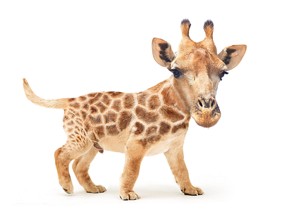 Dwarf Giraffe