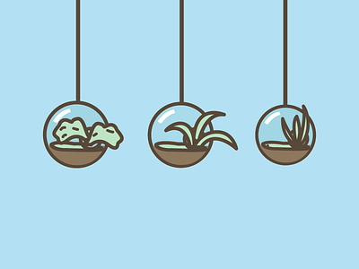 Hanging Plants