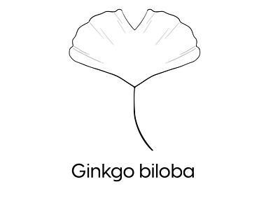 Ginkgo biloba | Icon Set Outline icon icon set illustration illustrator leaf nature procreate tropical