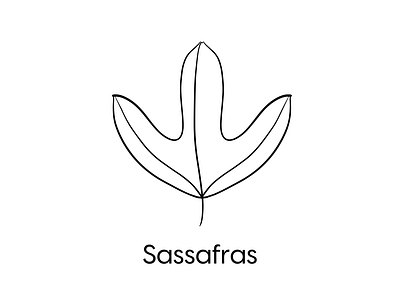 Sassafras | Icon set outline design drawing flat freehand icon icon design icon set iconography illustration illustrator leaf minimal nature plant procreate tropical tropics vector