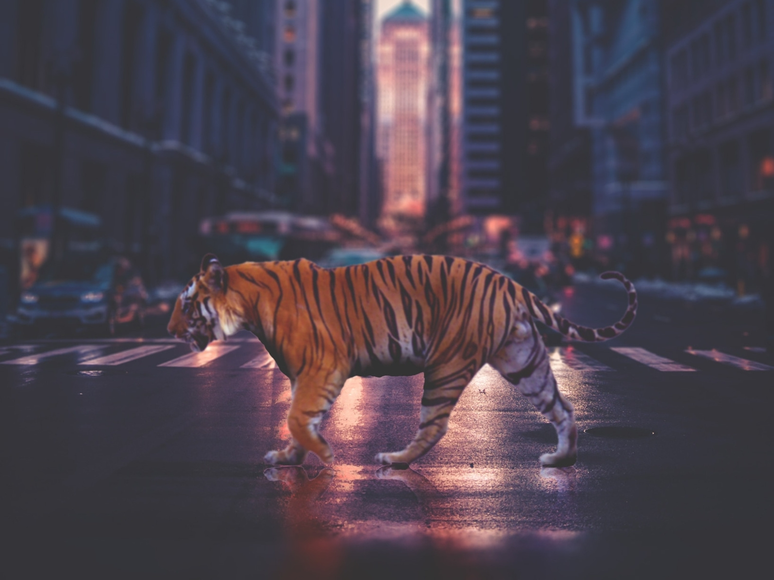 Tiger in the City by Andrew Paterson on Dribbble