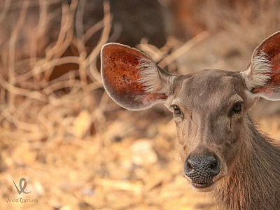 Animal Photography Deer animal photo photograph photographer photography