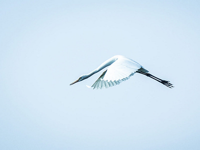 Bird Flying Photograph