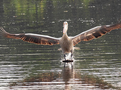 Bird Photo bird photo photograph photographer photography