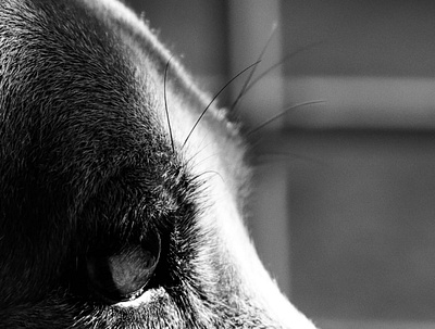 Photo of Dog dog photo photographer photography