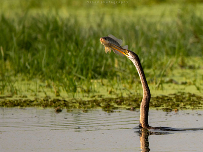 Bird catching Fish