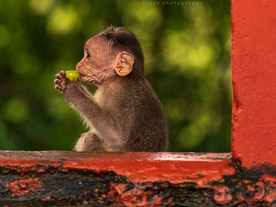 Monkey Photo 4