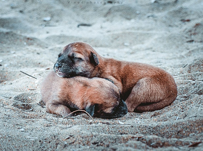 Puppy Dog 1 dog photo photograph photographer photography puppy