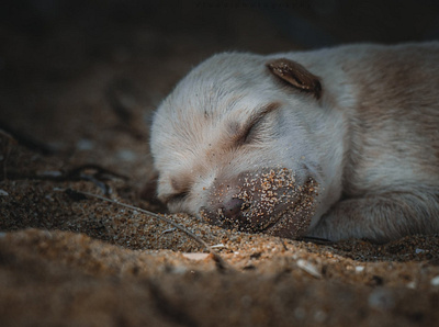 Puppy Dog 2 dog photo photograph photographer photography puppy