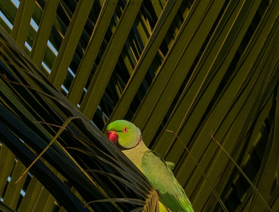 Bird Photo 4 bird parrot photo photograph photographer photography