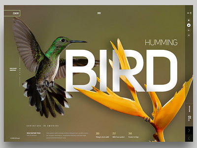 Humming Bird UI art bird humming bird nature photograhy screendesign uiux webdesign webdesigner webdesigns