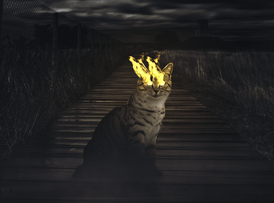 Photomanipulation | Strange Cat art design digital photo photomanipulation