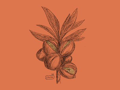 - Almond design illustration illustrator ipadpro pencil