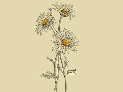 - Chamomile design illustration illustrator ipadpro pencil