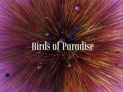 Birds of Paradise 3d art direction design styleframe typography