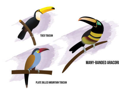 Different types of Toucan birds birds illus illustration logo toucan
