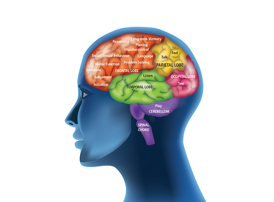 Human Brain Lobes and its functions brain brain lobes design human brain illustration vector