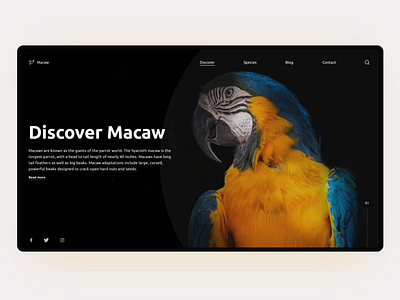 Discover Wild - Macaw Website Concept birds branding dark mode darkmode design discovery explore flatdesign mobile ui ui uiux uiuxdesign uiuxdesigner user experience userinterface webdesign website wildlife xd