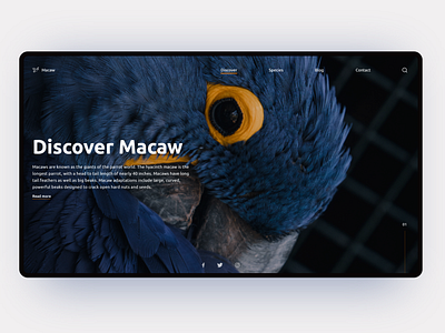 Discover Wild - Macaw Website Concept birds darkmode design discovery explore flatdesign macaw mobile ui uiux uiuxdesign uiuxdesigner user experience userinterface webdeisgn webdesign website wildlife xd