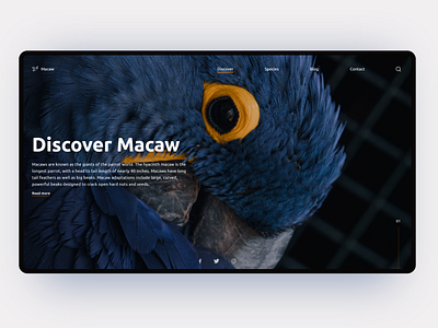 Discover Wild - Macaw Website Concept