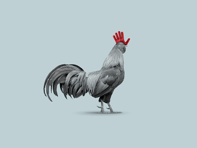 The rooster and the winter glove