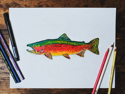 Rainbow angler fishing fly illustration prismacolor rainbow river trout