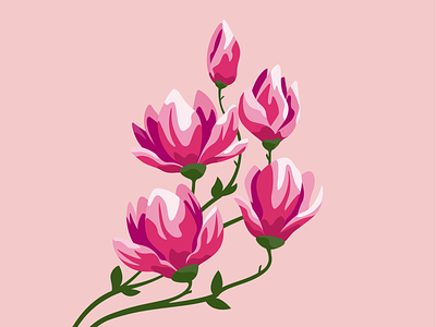 Magnolia adobe illustrator botanical illustration design flowers graphic illustration magnolia plants vector vector illustration