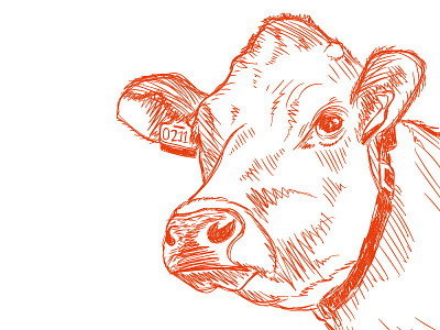 Jersey cow illustration animal cow drawing handdrawn illustration jersey cow pencil sketch